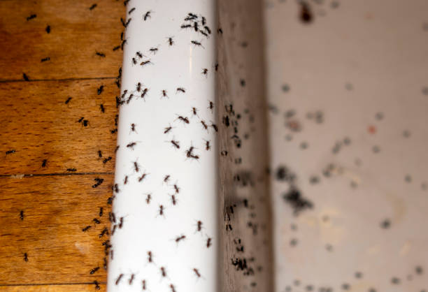 Spider Control Near Me in Englewood, OH